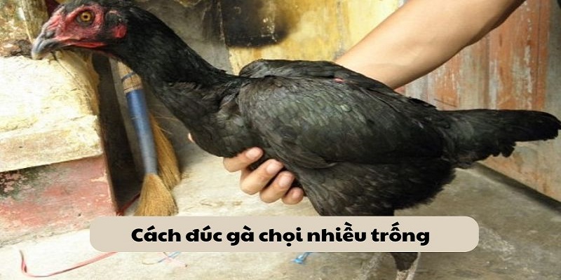 Cách Đúc Gà Chọi Nhiều Trống Hiệu Quả Từ Sư Kê