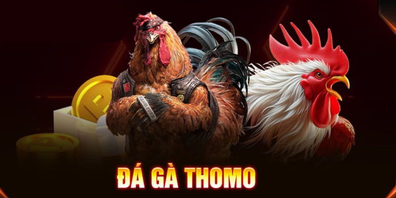 Thế nào là đá gà thomo