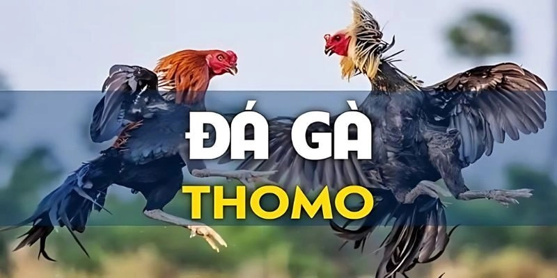 Đá Gà Thomo Sự Lựa Chọn Hoàn Hảo Cho Những ai Đam Mê Đá Gà