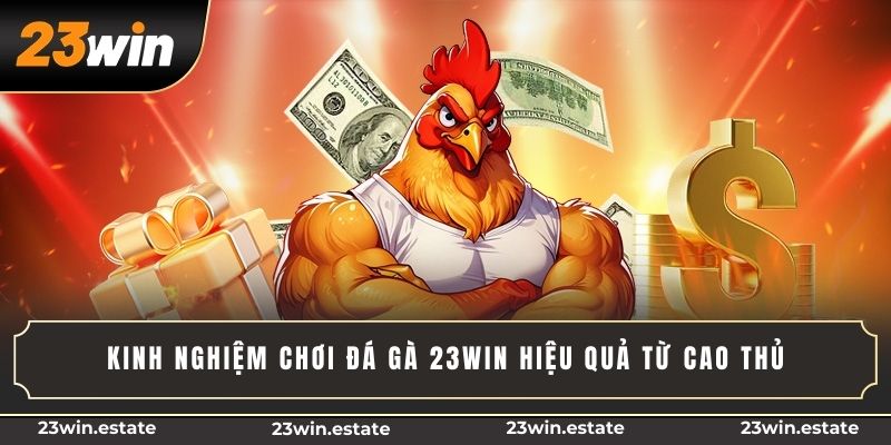 Kinh nghiệm chơi đá gà 23Win hiệu quả từ cao thủ